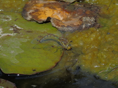 Rhionaeschna diffinis