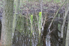 Euphorbia palustris