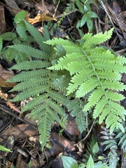 Steiropteris deltoidea