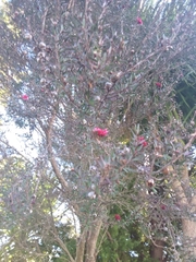 Leptospermum scoparium