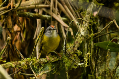 Myiothlypis coronata