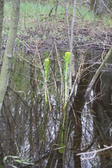 Euphorbia palustris