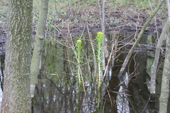 Euphorbia palustris