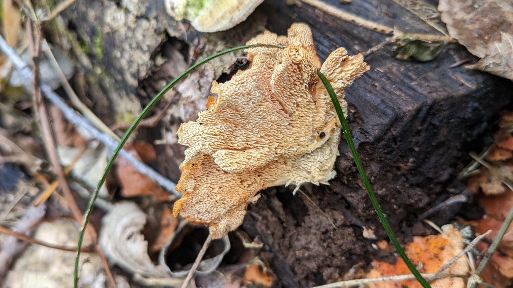 Irpex consors · January 2023 · photo: © atsushi_nakajima_cirque (iNaturalist, cc-by)