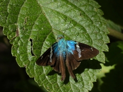 Astraptes brevicauda