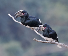 Bycanistes bucinator