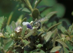 Callistochlora chloris