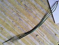 Haplopteris elongata