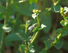 Callistochlora chloris