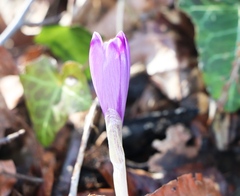 Crocus heuffelianus