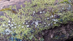 Chlorosplenium chlora