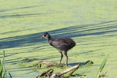 Gallinula galeata cachinnans