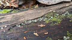 Chlorosplenium chlora