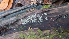 Chlorosplenium chlora