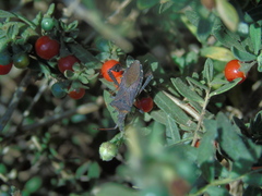 Leptoglossus chilensis