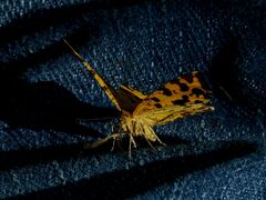 Pseudopanthera macularia