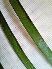 Haplopteris elongata