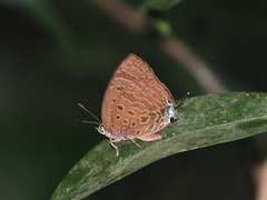 Arhopala