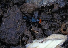 Creophilus erythrocephalus