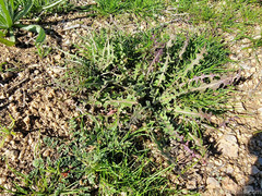 Caulanthus lasiophyllus