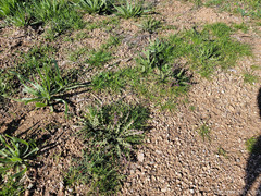 Caulanthus lasiophyllus