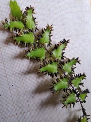 Lygodium reticulatum