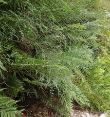 Indigofera filifolia