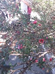 Leptospermum scoparium