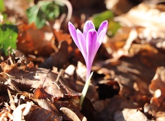 Crocus heuffelianus