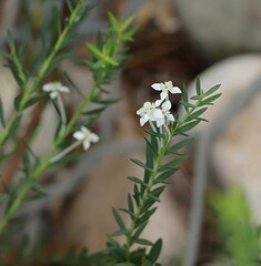 Struthiola