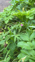 Geranium dissectum