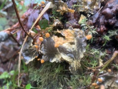 Peltigera neopolydactyla