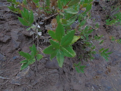 Spinoliva ilicifolia