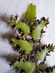 Lygodium reticulatum