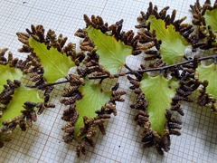Lygodium reticulatum
