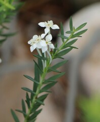 Struthiola