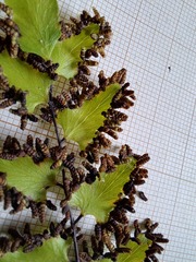 Lygodium reticulatum