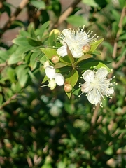 Myrtus