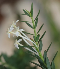 Struthiola