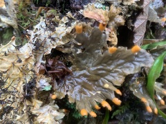 Peltigera neopolydactyla