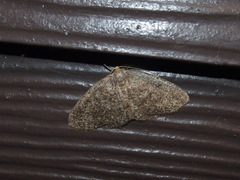 Lambdina pellucidaria