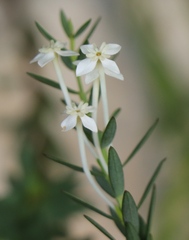 Struthiola