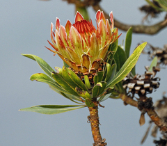 Protea roupelliae roupelliae