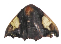 Spectroreta hyalodisca