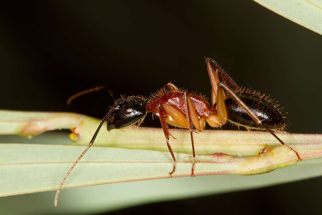 Black-headed Sugar Ant