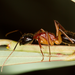 Camponotus nigriceps - Photo (c) Patrick_K59, algunos derechos reservados (CC BY)