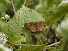 Cyclosemia