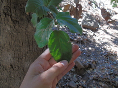 Cryptocarya alba