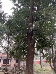 Polyalthia