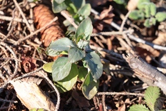 Lonicera caprifolium